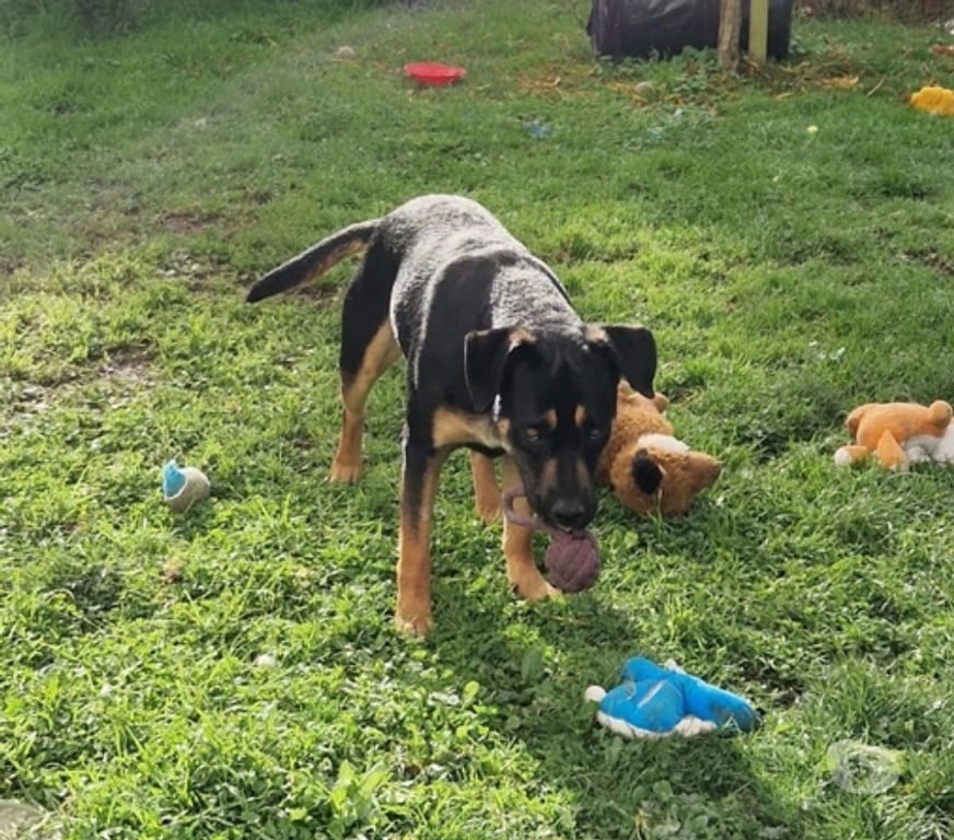 Vente Loire-Atlantique Bouguenais - 44340 - Photos Vivastreet KOVU, magnifique croisé Berger et Rottweiler