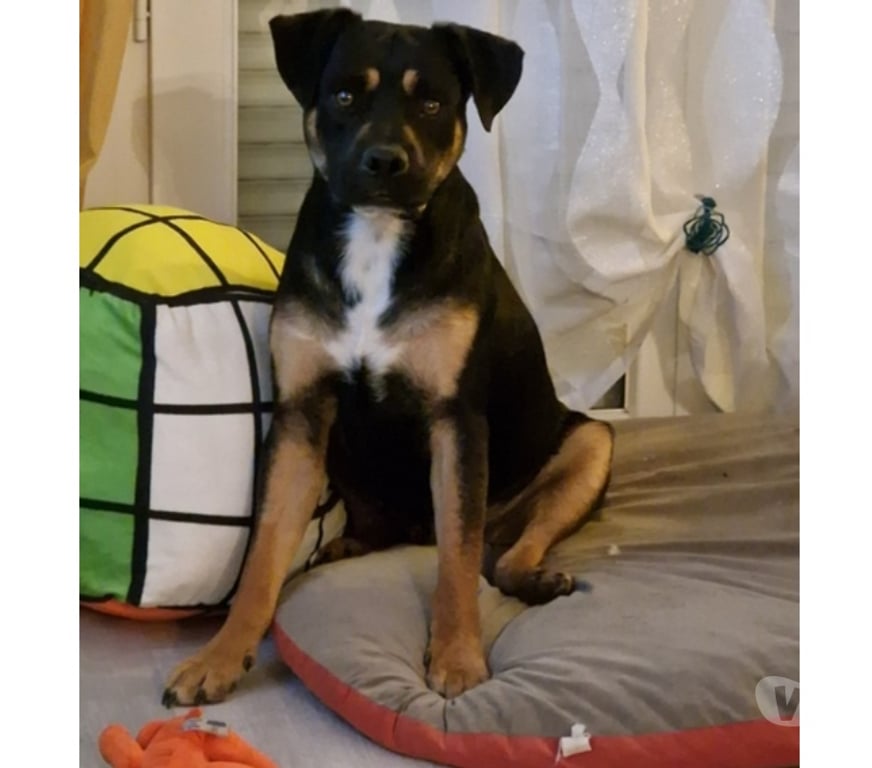 Vente Loire-Atlantique Bouguenais - 44340 - Photos Vivastreet KOVU, magnifique croisé Berger et Rottweiler