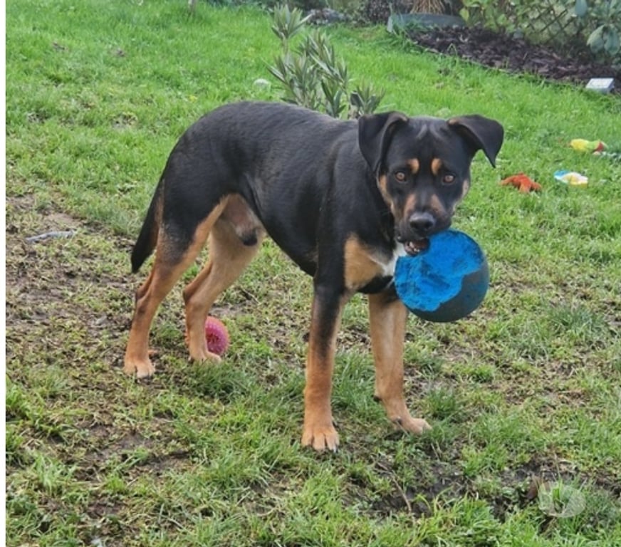 Vente Loire-Atlantique Bouguenais - 44340 - Photos Vivastreet KOVU, magnifique croisé Berger et Rottweiler