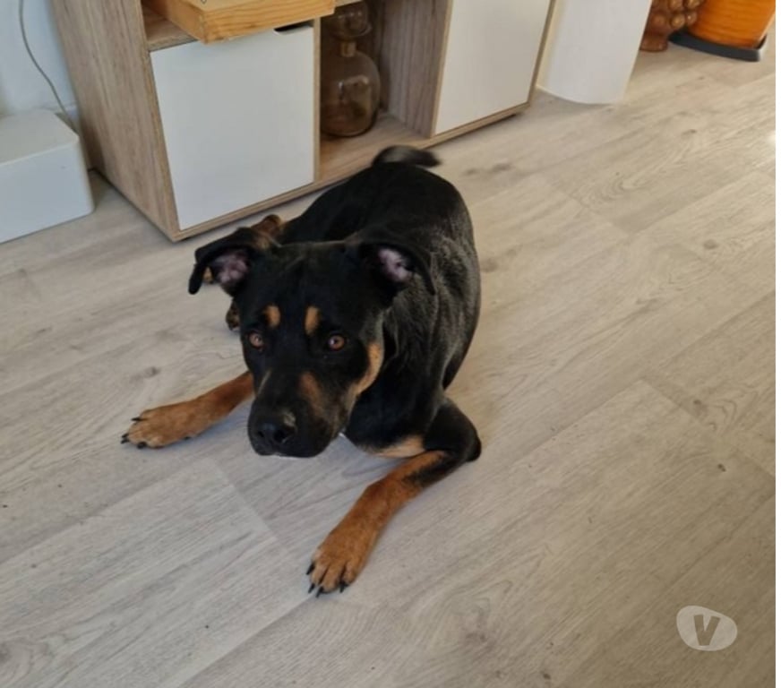 Vente Loire-Atlantique Bouguenais - 44340 - Photos Vivastreet KOVU, magnifique croisé Berger et Rottweiler