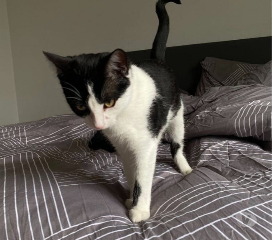 Vente Loire-Atlantique Nantes - Photos Vivastreet ARPEGE, belle chatonne noire et blanche