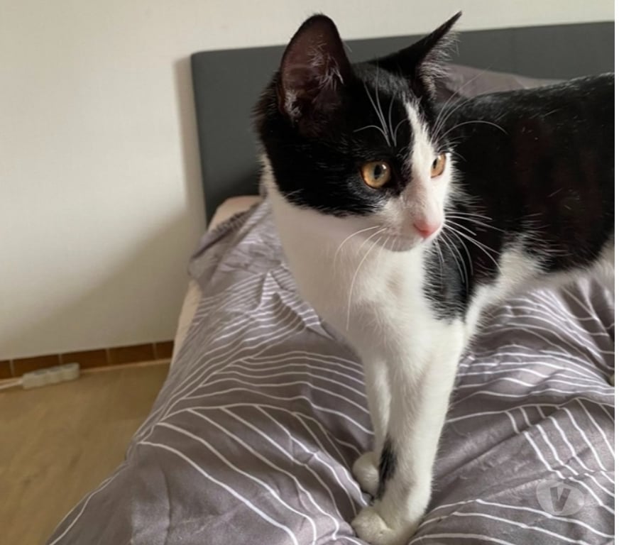 Vente Loire-Atlantique Nantes - Photos Vivastreet ARPEGE, belle chatonne noire et blanche