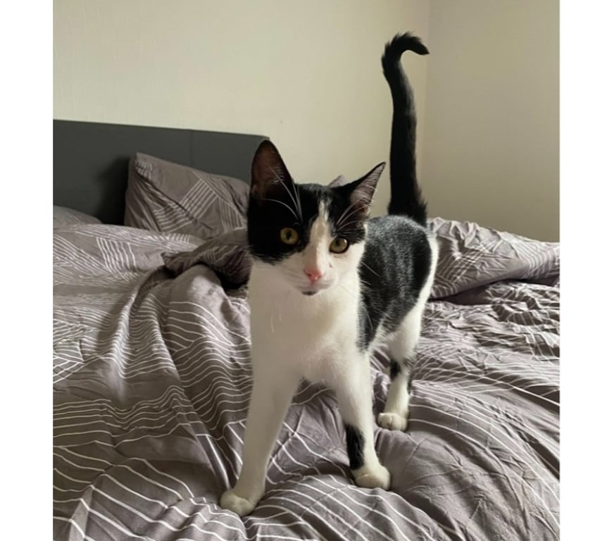 Vente Loire-Atlantique Nantes - Photos Vivastreet ARPEGE, belle chatonne noire et blanche