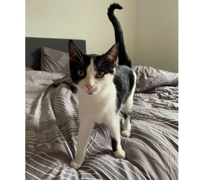 Vente animaux Nantes Nantes - Photos Vivastreet ARPEGE, belle chatonne noire et blanche