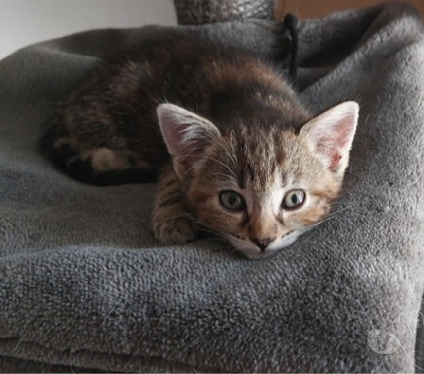 Vente Loire-Atlantique Guemene Penfao - Photos Vivastreet ABYSS, adorable chatonne tigrée à adopter