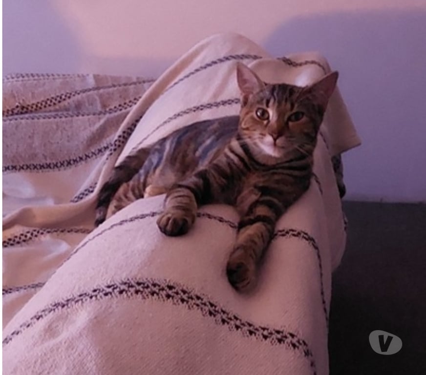 Vente Loire-Atlantique Guemene Penfao - Photos Vivastreet ABYSS, adorable chatonne tigrée à adopter