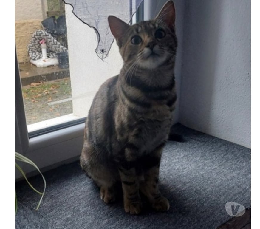 Vente Loire-Atlantique Guemene Penfao - Photos Vivastreet ABYSS, adorable chatonne tigrée à adopter