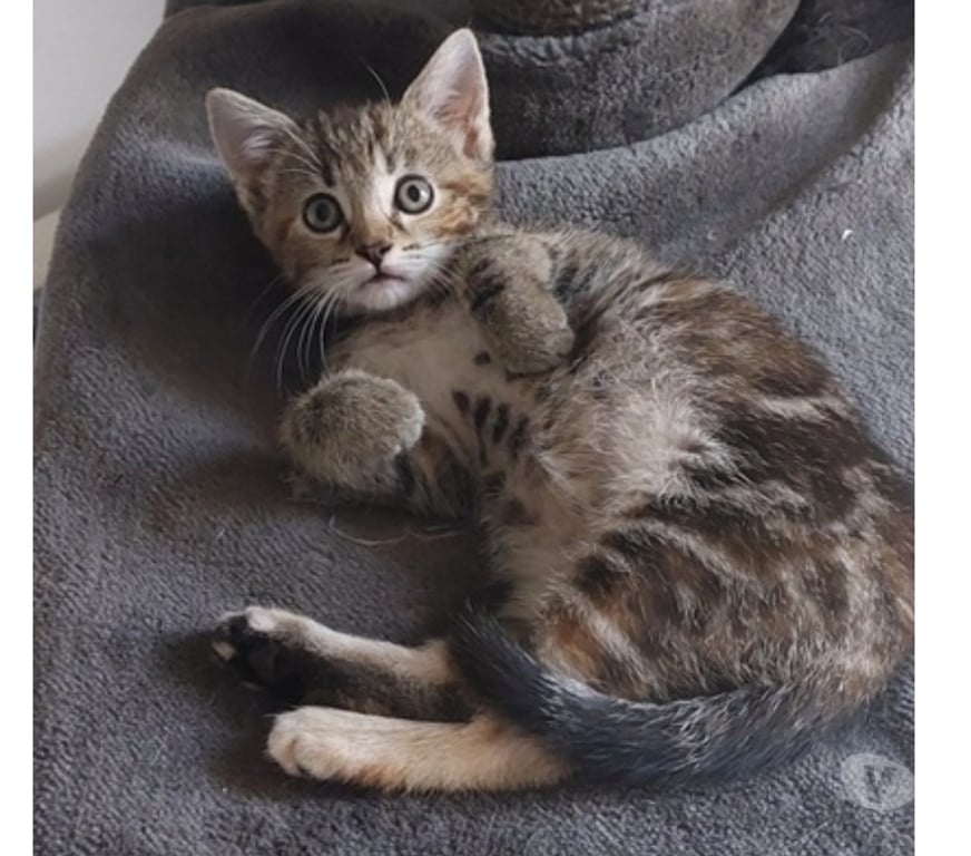 Vente Loire-Atlantique Guemene Penfao - Photos Vivastreet ABYSS, adorable chatonne tigrée à adopter