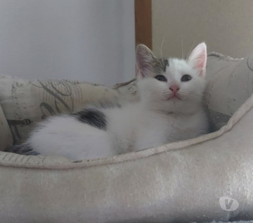 Vente Loire-Atlantique Guemene Penfao - Photos Vivastreet ALBUS, adorable chaton gris et blanc à adopter