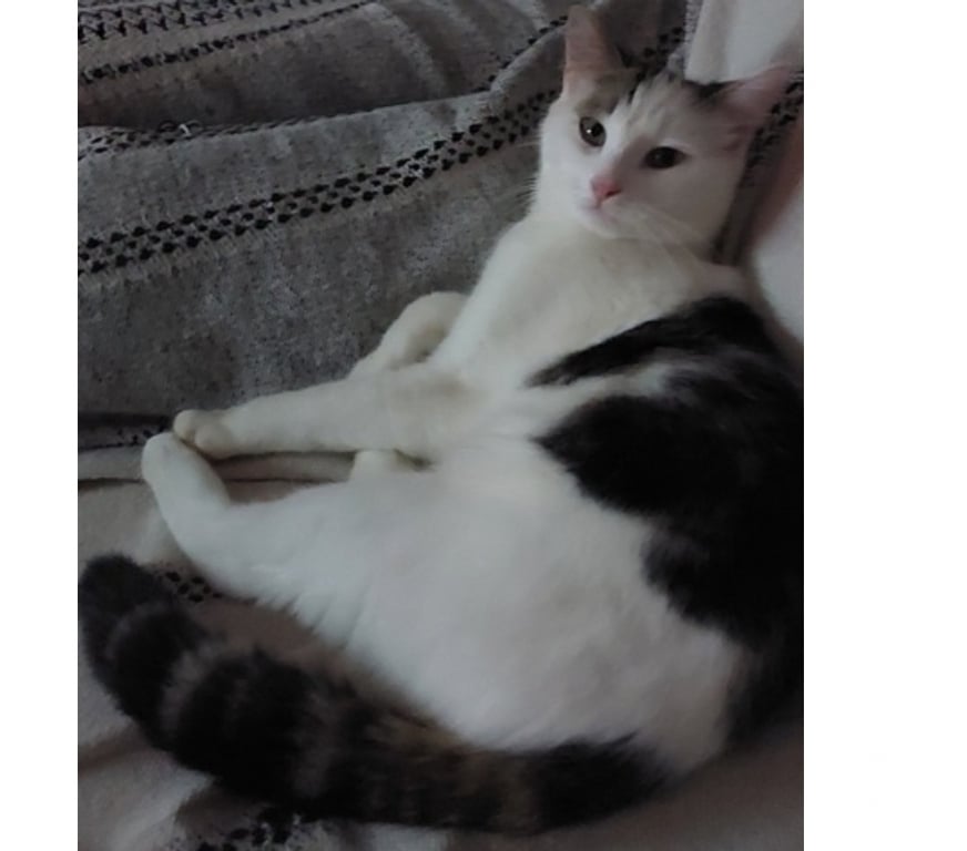 Vente Loire-Atlantique Guemene Penfao - Photos Vivastreet ALBUS, adorable chaton gris et blanc à adopter