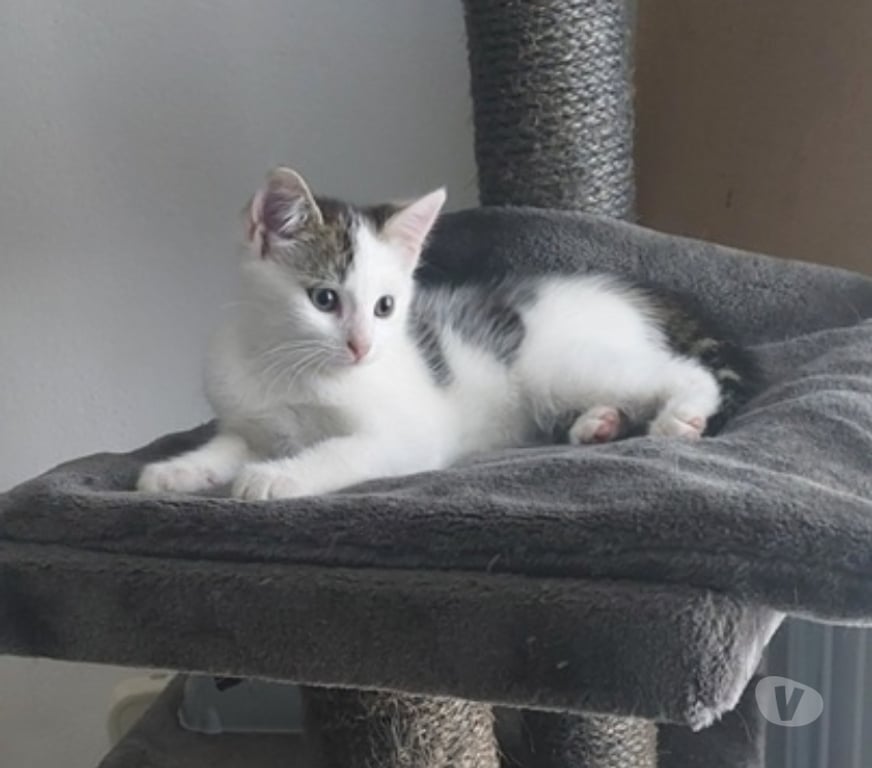 Vente Loire-Atlantique Guemene Penfao - Photos Vivastreet ALBUS, adorable chaton gris et blanc à adopter