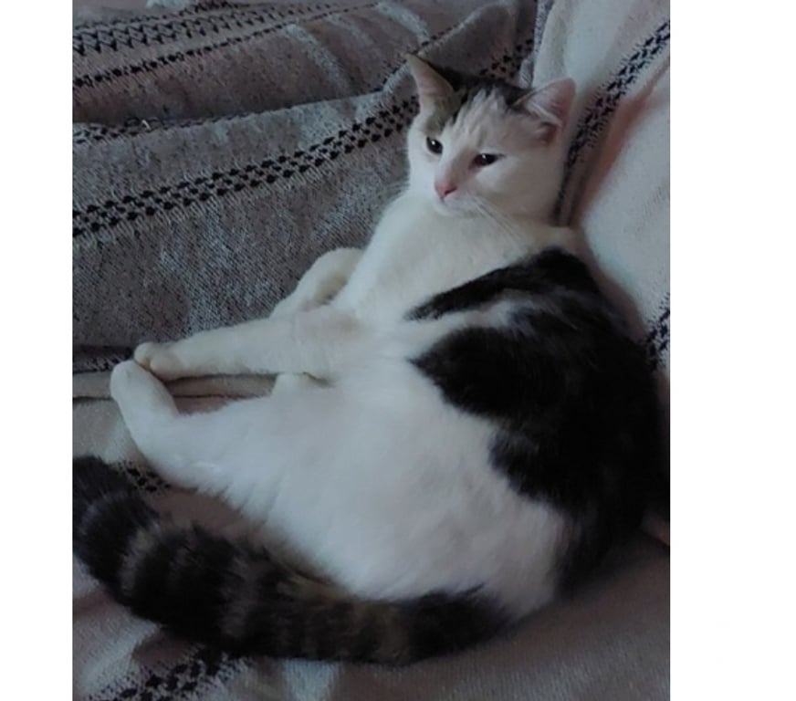 Vente Loire-Atlantique Guemene Penfao - Photos Vivastreet ALBUS, adorable chaton gris et blanc à adopter