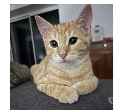 Vente animaux Lege Loire-Atlantique - Photos Vivastreet MEZZO, gentil chaton tigré roux à adopter