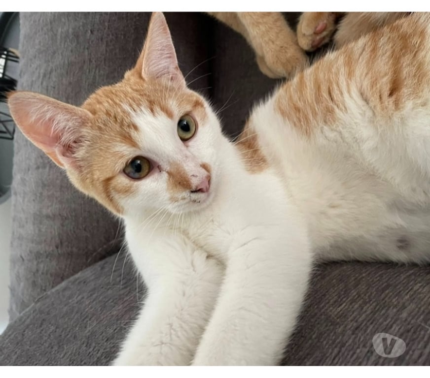 Vente Loire-Atlantique Lege - 44650 - Photos Vivastreet ZEPHYR, joli chat roux et blanc à adopter