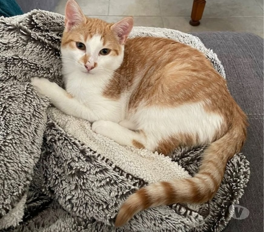 Vente Loire-Atlantique Lege - 44650 - Photos Vivastreet ZEPHYR, joli chat roux et blanc à adopter