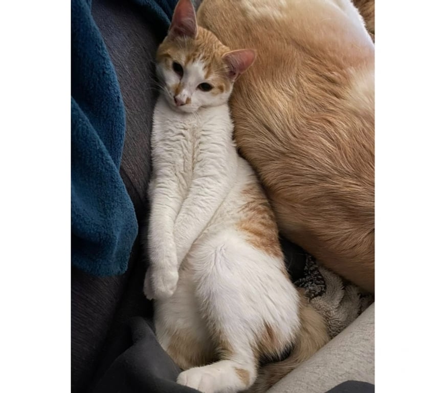 Vente Loire-Atlantique Lege - 44650 - Photos Vivastreet ZEPHYR, joli chat roux et blanc à adopter