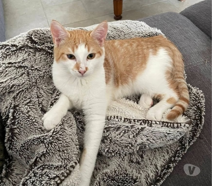 Vente Loire-Atlantique Lege - 44650 - Photos Vivastreet ZEPHYR, joli chat roux et blanc à adopter