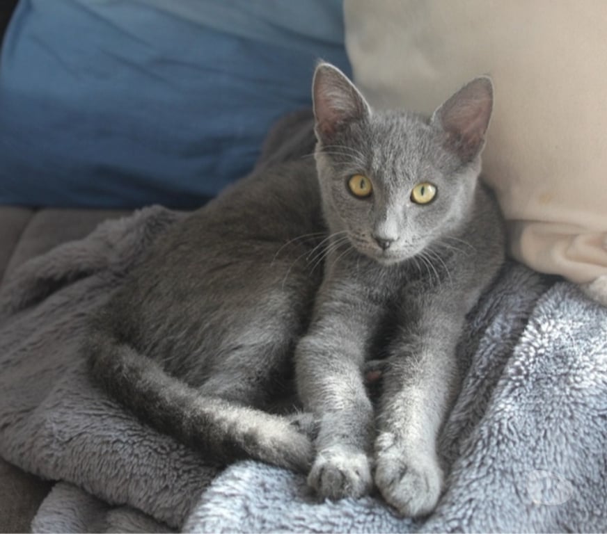 Vente Loire-Atlantique Couffe - 44521 - Photos Vivastreet AKIRA, magnifique chatte grise à adopter