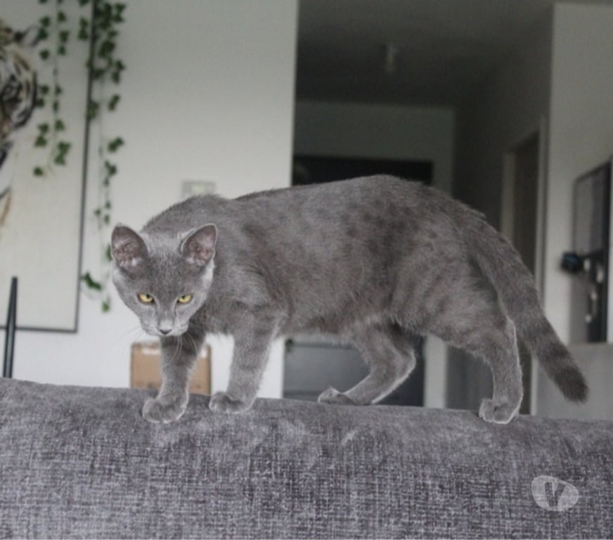 Vente Loire-Atlantique Couffe - 44521 - Photos Vivastreet AKIRA, magnifique chatte grise à adopter