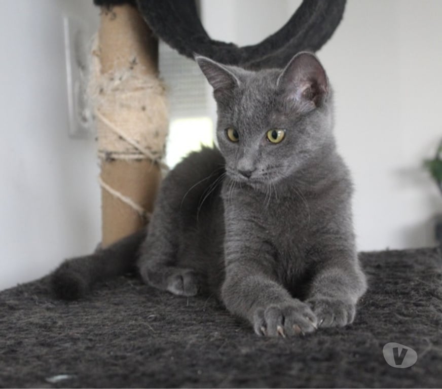 Vente Loire-Atlantique Couffe - 44521 - Photos Vivastreet AKIRA, magnifique chatte grise à adopter