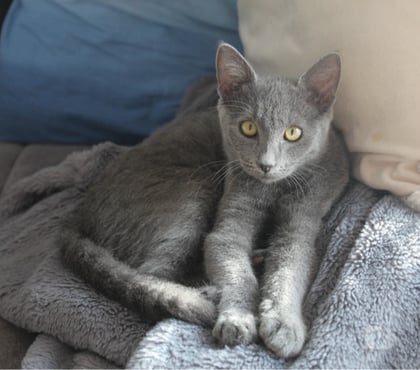 Vente Couffe Loire-Atlantique - Photos Vivastreet AKIRA, magnifique chatte grise à adopter