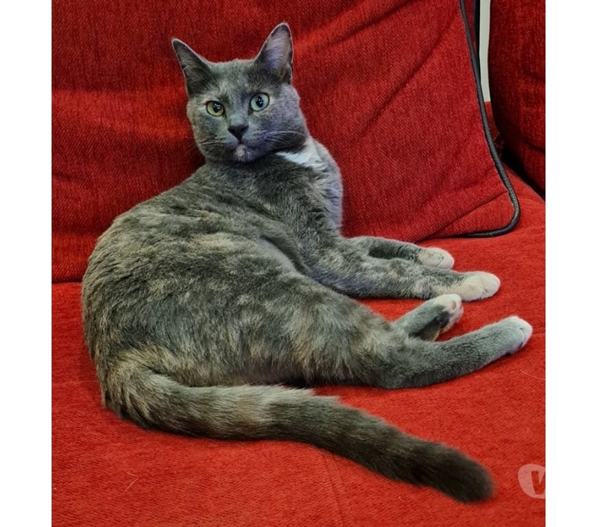 Vente Loire-Atlantique Le Loroux Bottereau - 44430 - Photos Vivastreet CANNELLE, adorable écaille de tortue