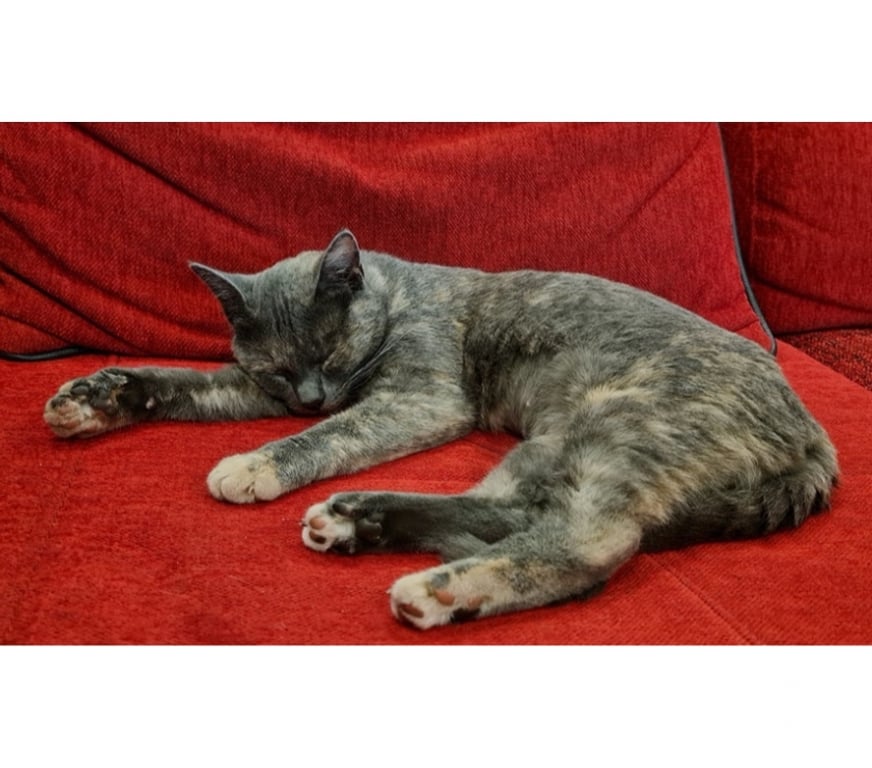 Vente Loire-Atlantique Le Loroux Bottereau - 44430 - Photos Vivastreet CANNELLE, adorable écaille de tortue