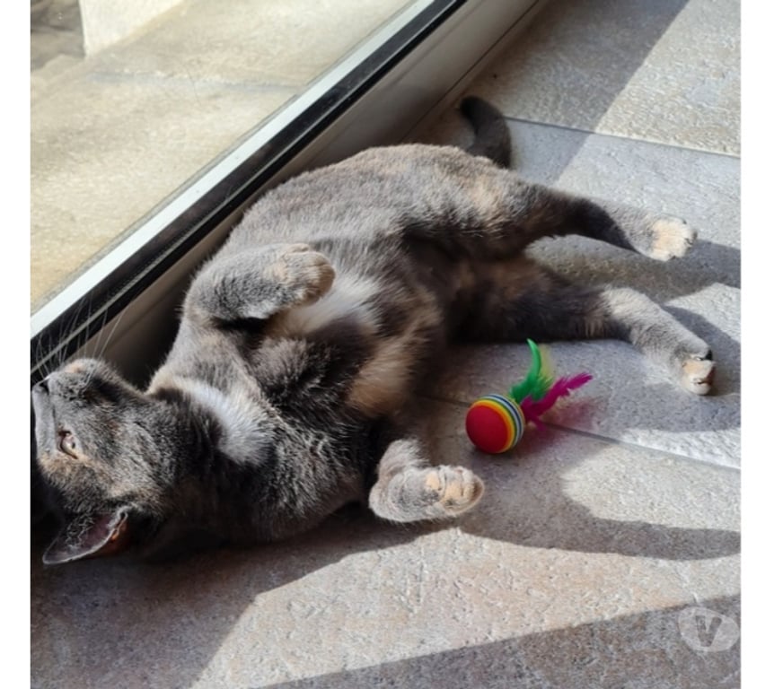 Vente Loire-Atlantique Le Loroux Bottereau - 44430 - Photos Vivastreet CANNELLE, adorable écaille de tortue