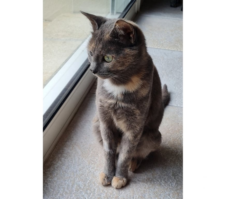 Vente Loire-Atlantique Le Loroux Bottereau - 44430 - Photos Vivastreet CANNELLE, adorable écaille de tortue