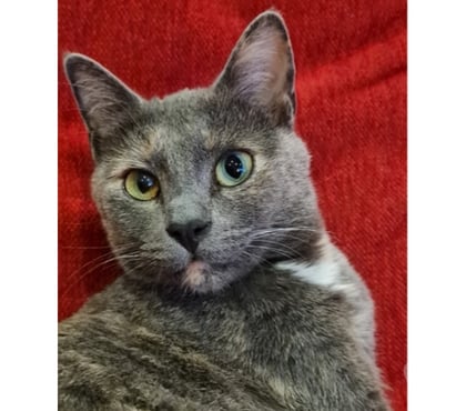 Vente Le Loroux Bottereau Loire-Atlantique - Photos Vivastreet CANNELLE, adorable écaille de tortue