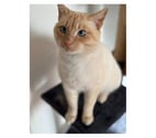 Minou chat roux et crème