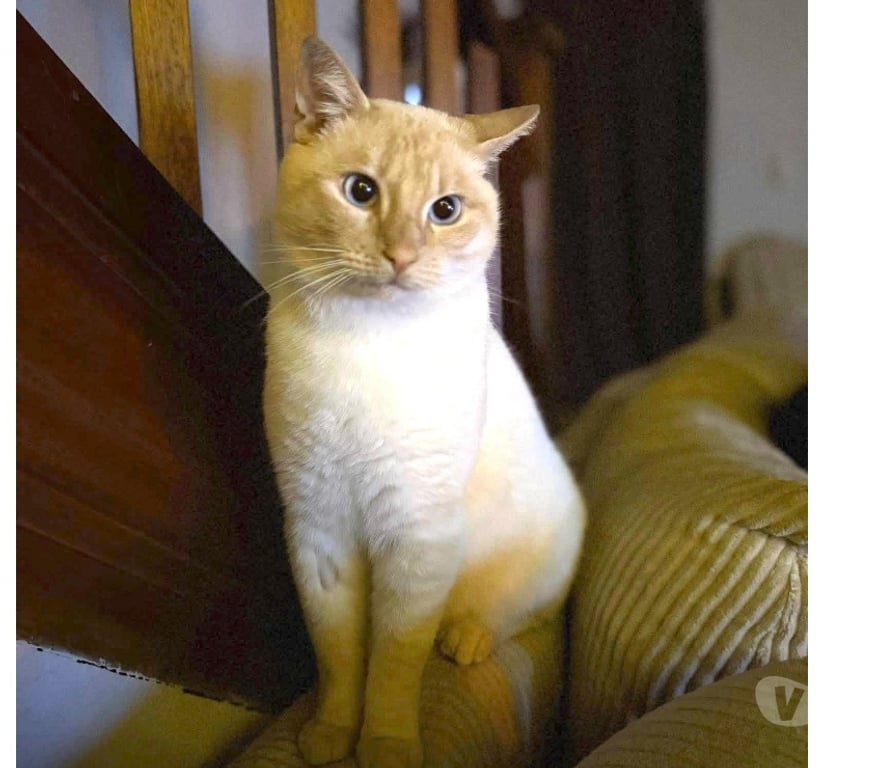 Vente Loire-Atlantique Guerande - 44350 - Photos Vivastreet Minou chat roux et crème