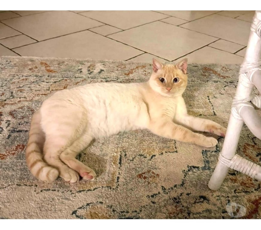 Vente Loire-Atlantique Guerande - 44350 - Photos Vivastreet Minou chat roux et crème