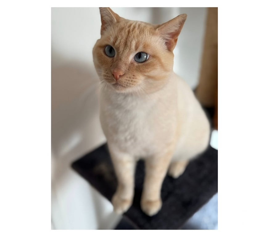 Vente Loire-Atlantique Guerande - 44350 - Photos Vivastreet Minou chat roux et crème