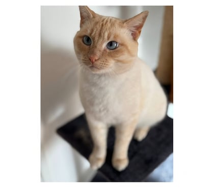 Vente animaux Guerande Loire-Atlantique - Photos Vivastreet Minou chat roux et crème