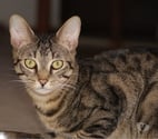 GUCCI, chat tigré à adopter