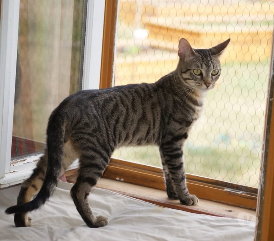 Vente Cher Bessais le Fromental - 18210 - Photos Vivastreet GUCCI, chat tigré à adopter