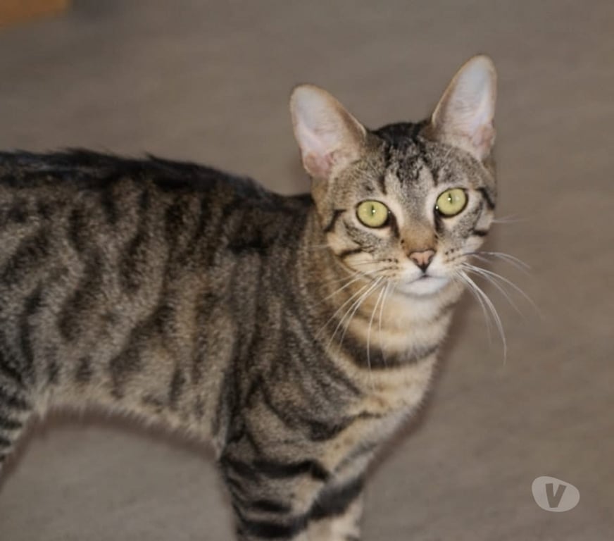 Vente Cher Bessais le Fromental - 18210 - Photos Vivastreet GUCCI, chat tigré à adopter