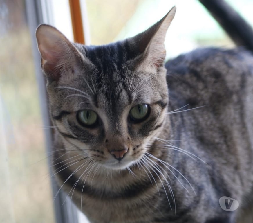 Vente Cher Bessais le Fromental - 18210 - Photos Vivastreet LUCIOL, chat tigré à adopter