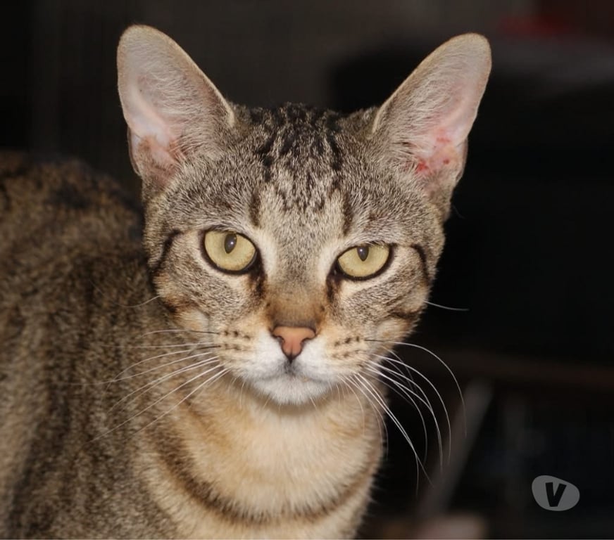 Vente Cher Bessais le Fromental - 18210 - Photos Vivastreet LUCIOL, chat tigré à adopter