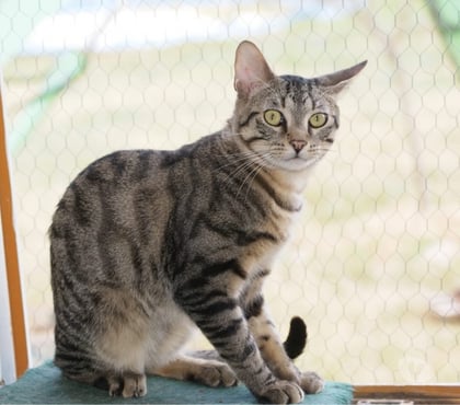 Vente animaux Bessais le Fromental Cher - Photos Vivastreet LUCIOL, chat tigré à adopter