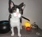 Piuma, chatte noire et blanche à adopter