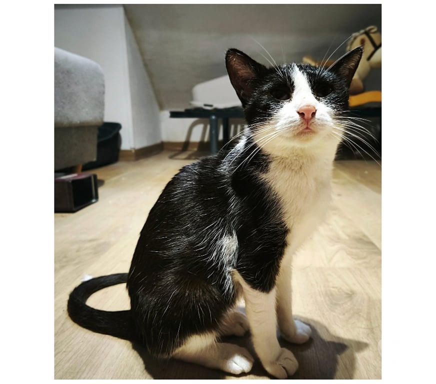 Vente Cher Vornay - 18130 - Photos Vivastreet Piuma, chatte noire et blanche à adopter