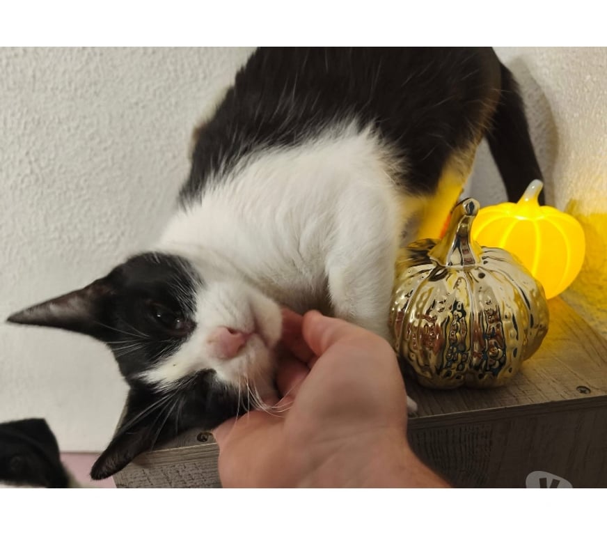 Vente Cher Vornay - 18130 - Photos Vivastreet Piuma, chatte noire et blanche à adopter