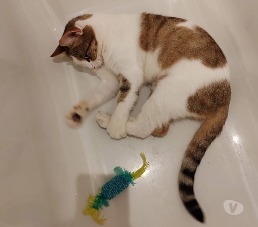 Vente Loire-Atlantique Heric - 44810 - Photos Vivastreet Cali, chatte blanche et rousse à adopter