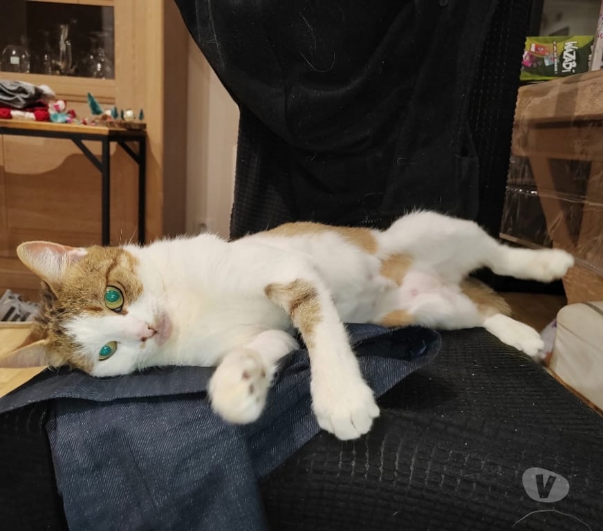 Vente Loire-Atlantique Heric - 44810 - Photos Vivastreet Cali, chatte blanche et rousse à adopter
