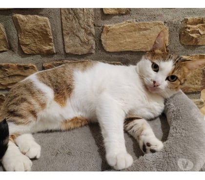Vente animaux Heric Loire-Atlantique - Photos Vivastreet Cali, chatte blanche et rousse à adopter