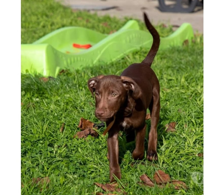 Vente Loire-Atlantique Vieillevigne - 44116 - Photos Vivastreet Fiby, chienne croisée Braque à adopter