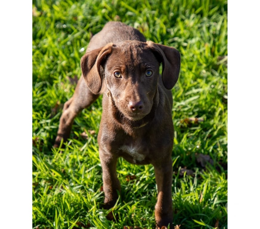 Vente Loire-Atlantique Vieillevigne - 44116 - Photos Vivastreet Fiby, chienne croisée Braque à adopter