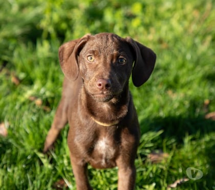 Vente Vieillevigne Loire-Atlantique - Photos Vivastreet Fiby, chienne croisée Braque à adopter